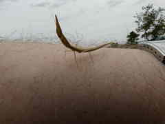 Pyrgomantis rhodesica