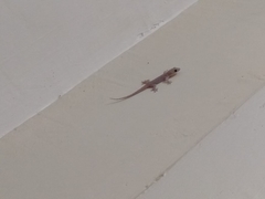 Hemidactylus frenatus