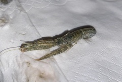 Alpheus brevicristatus