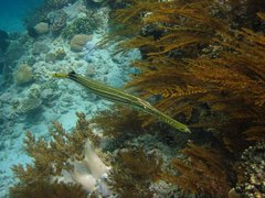Trumpetfish