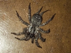 Thelechoris striatipes