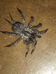 Thelechoris striatipes