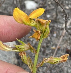 Lebeckia grandiflora