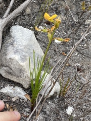 Lebeckia grandiflora