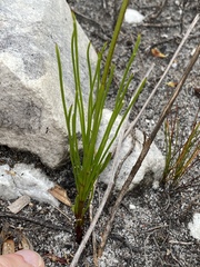 Lebeckia grandiflora