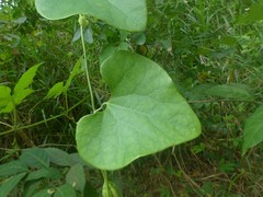 Aristolochia elegans image