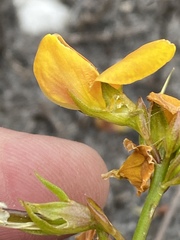 Lebeckia grandiflora