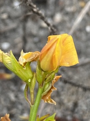 Lebeckia grandiflora