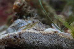 Alpheus brevicristatus