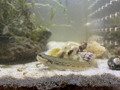 Tridentiger bifasciatus