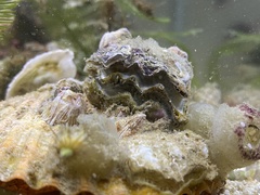 Ostreoidea