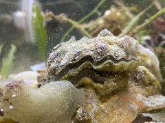 Ostreoidea