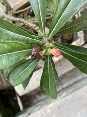 Protaetia orientalis sakaii