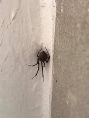 Latrodectus geometricus