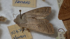 Orthosia gracilis