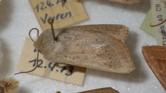 Orthosia gracilis