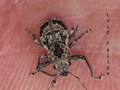 Pantomorus postfasciatus