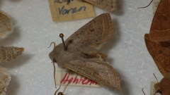 Orthosia gracilis