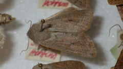 Orthosia gracilis