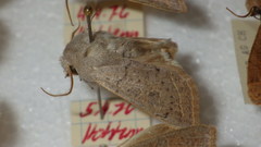 Orthosia gracilis