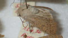 Orthosia gracilis