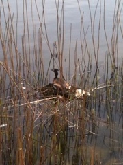 Podiceps cristatus