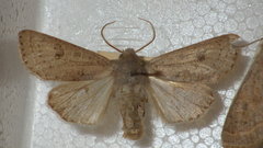 Orthosia gracilis