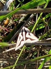 Dichromodes personalis