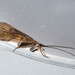 Land Caddisfly - Photo (c) Fred, some rights reserved (CC BY-NC), uploaded by Fred