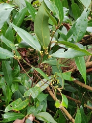 Litsea udayanii