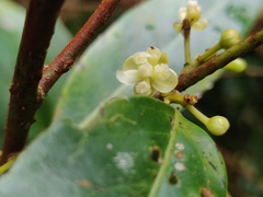 Litsea udayanii