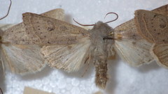 Orthosia gracilis