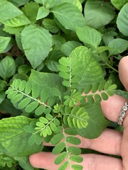 Lysiloma latisiliquum