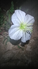 Oenothera centaurifolia