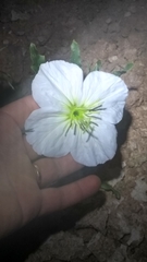 Oenothera centaurifolia