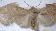 Orthosia gracilis
