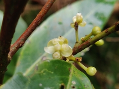 Litsea udayanii