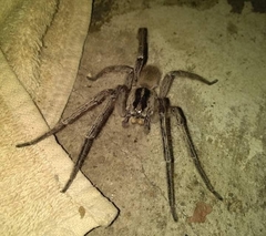 Afroneutria erythrochelis