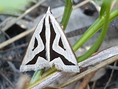 Dichromodes personalis