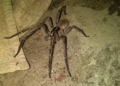 Afroneutria erythrochelis