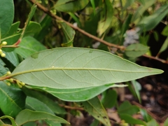 Litsea udayanii