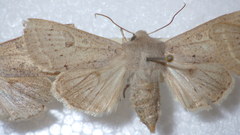 Orthosia gracilis