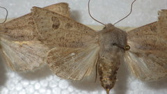 Orthosia gracilis