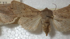 Orthosia gracilis