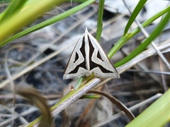 Dichromodes personalis