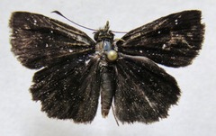 Staphylus ascalaphus