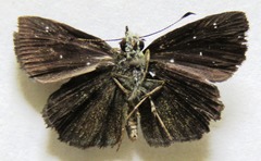 Staphylus ascalaphus