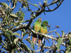 Leptosittaca branickii