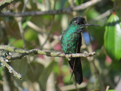 Thalurania glaucopis