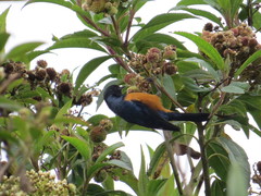 Conirostrum sitticolor